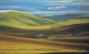 Goji fields