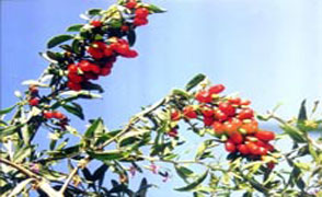 Goji fields